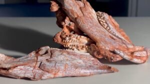 Espécie de réptil com “bico de papagaio” é encontrado no RS