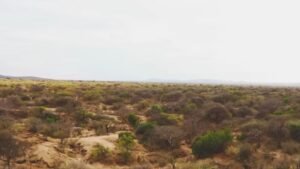 Universidade do Bahia produz plantas nativas da caatinga