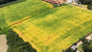 Soja: produto que movimenta milhões de Reais e ajuda na economia do Brasil