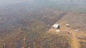 Amazônia fecha primeiro trimestre de 2026 com queda de 17% no desmatamento