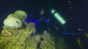 Branqueamento de corais põe em risco Arquipélago de Abrolhos