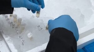 Cientistas da Unicamp tentam entender como microplásticos afetam a saúde