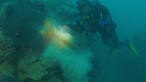 Tesouro marinho ameaçado: pesquisa aponta queda na cobertura de corais em Abrolhos