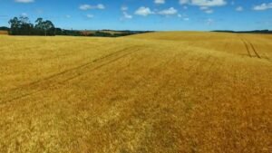 El Ninõ afeta produção de cevada no Rio Grande do Sul