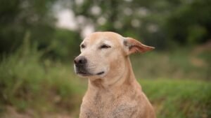 Excesso de barulho e agitação pode afetar a saúde dos pets