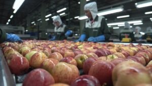 Índice de Preços ao Produtor cai 0,30% em maio e acumula alta de 1,99% em 12 meses