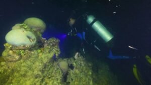 Branqueamento dos corais ameaça biodiversidade do Arquipélago de Abrolhos, na Bahia