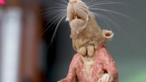 Plastinação na UFES transforma animais atropelados em peças educativas para pesquisa e ensino