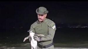 Temporada de pinguins no litoral do Rio alerta para cuidados com animais avistados nas praias