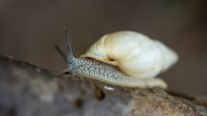 Descobertas revelam novas espécies de caramujos  ameaçados no litoral do Paraná