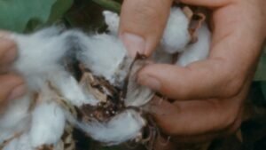 Fungos do Pantanal podem combater praga que ameaça produção de algodão no Brasil