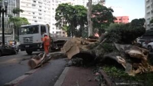 Responsabilidade e custos por danos causados por quedas de árvores em espaços públicos