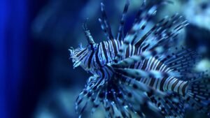 Peixe-leão, espécie invasora e venenosa, avança pela costa da Bahia e preocupa autoridades ambientais