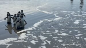 768 pinguins-de-Magalhães encalham no litoral do Paraná entre maio e setembro