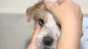 Alimentos e plantas comuns na casa podem intoxicar cães e gatos